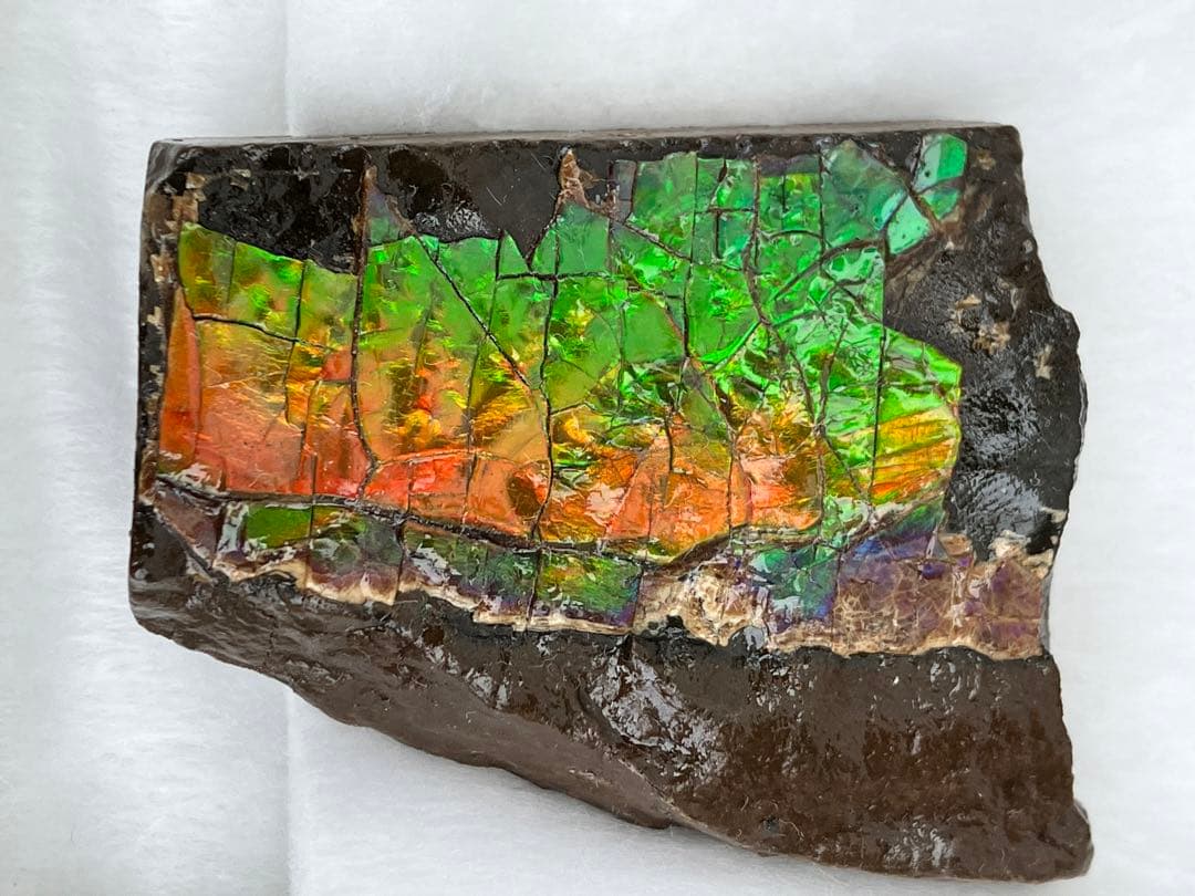 化石原石アンモライトアンモナイト幅4.4cm カナダ産置物箱付き