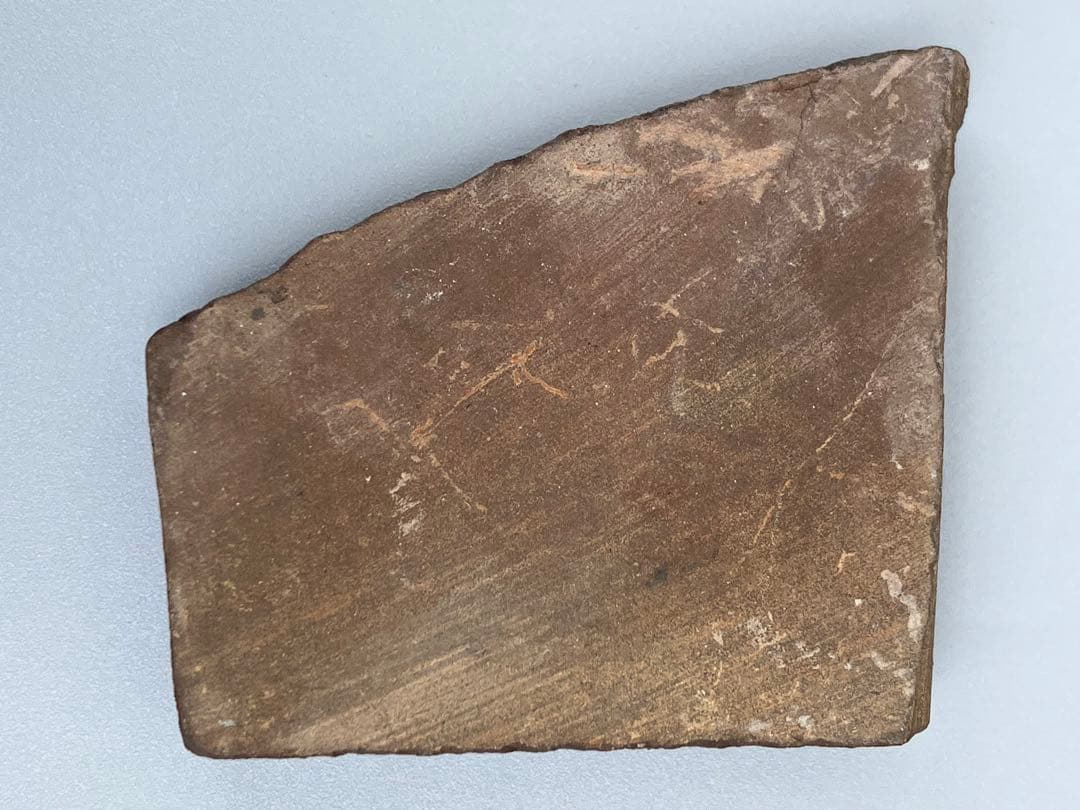 化石原石アンモライトアンモナイト幅4.4cm カナダ産置物箱付き