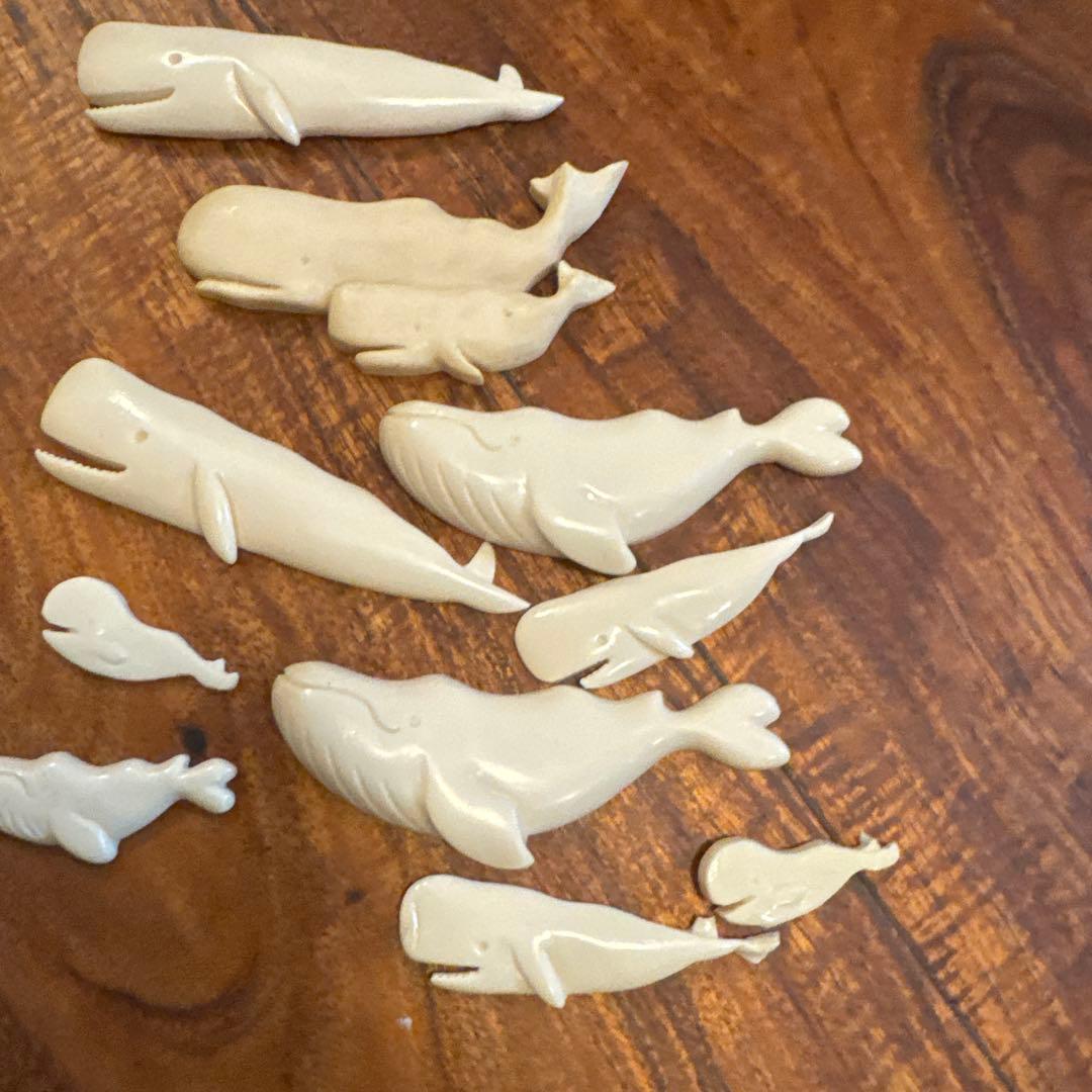 イルカ クジラ 標本 約20cm 詳細な骨構造 けろにあぶろぐ #5】イルカの