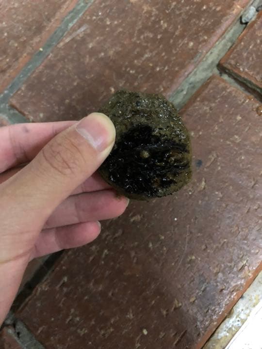 バタグルミ化石⑦