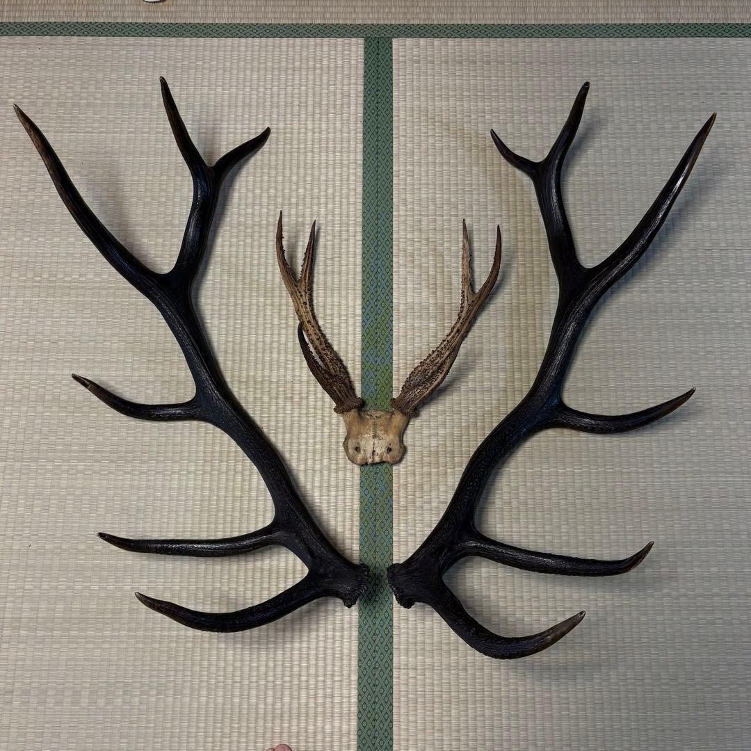 極美展足】アゴコロギス ダイオウクロギリス オーストラリア 直翅類標本