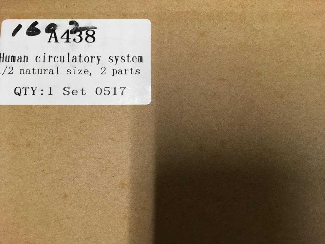 人体模型 循環系血管モデル 1/2サイズ 2パーツ - メルカリ