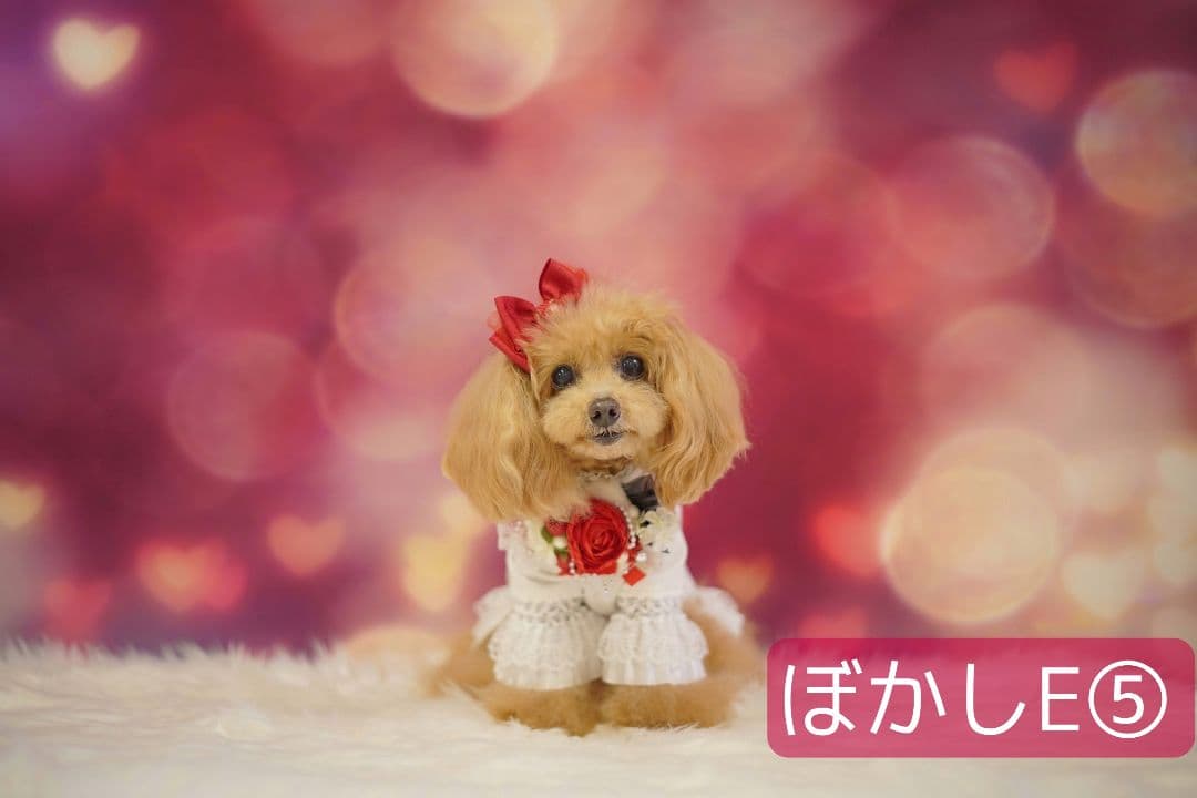 背景布【ハートO】サンプル ペット撮影用フォトブース バレンタイン