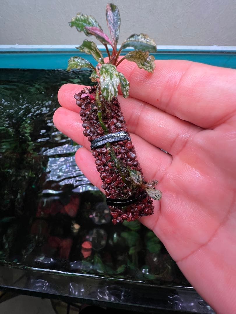 ブセファランドラsp. ピンクバリエガータい斑入り 水中葉