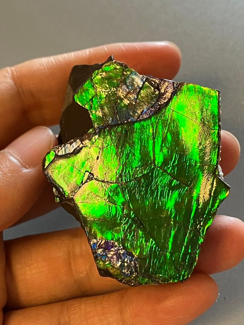 化石原石アンモライトアンモナイト幅4.4cm カナダ産置物箱付き