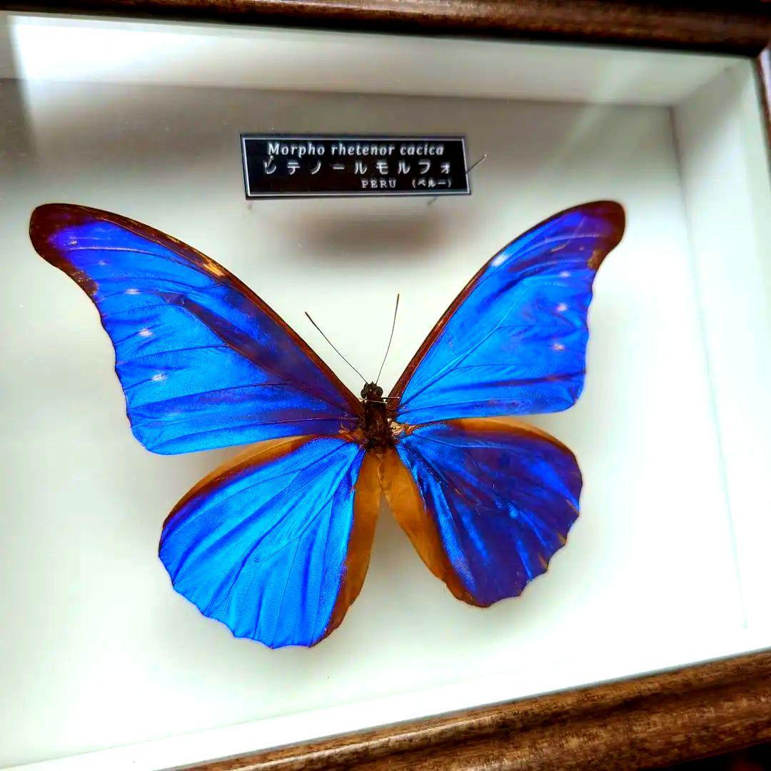 レテノールモルフォ 美麗 青い宝石 蝶 レテノールカキカモルフォ 標本
