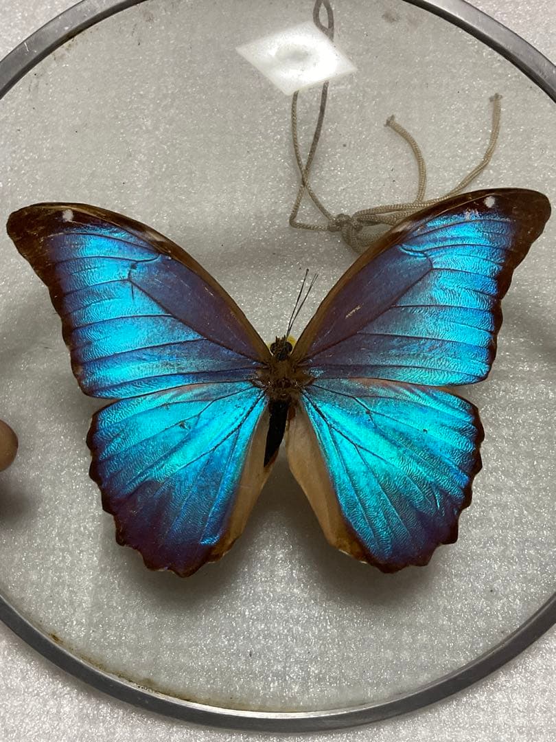 モルフォ蝶の標本盾／ブラジルのお土産。【ガラス製 MADE IN BRAZL】。