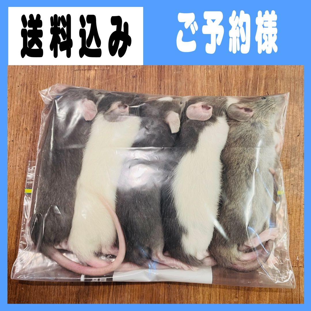 negiフォーム Front Sets Driver's Footrest Footpegs Kawasaki ZX4-RR Ninja ZX400