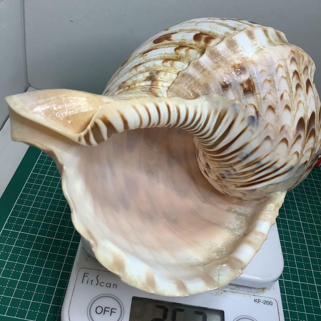 ヤフメリ③・法螺貝・山伏・修験者・金峯山・羽黒山・縁起物・魔除