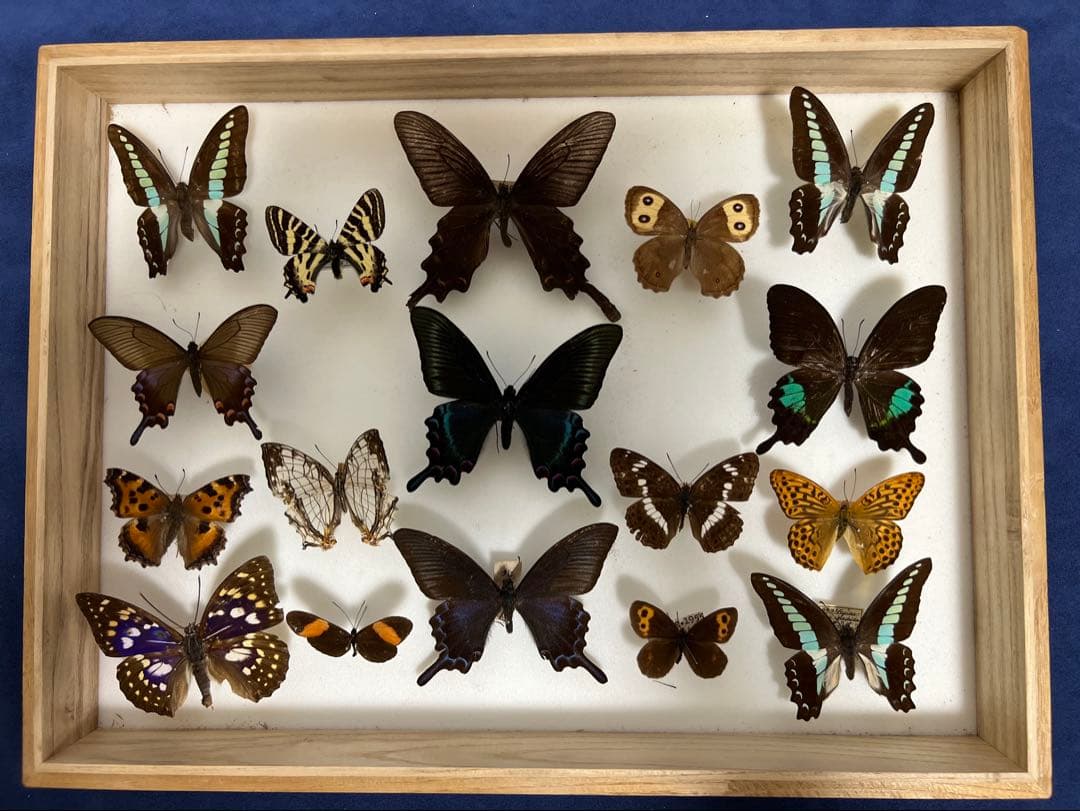 2025年最新】標本箱 ドイツの人気アイテム - メルカリ 希少蝶の標本