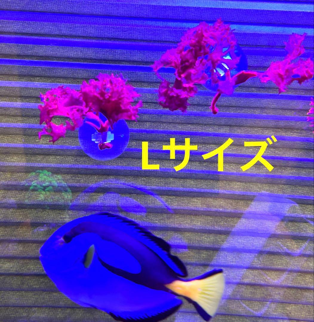 相談専用 ドラゴンブレス マリンプランツ 光る海藻 海水魚用 ⭐️ちび