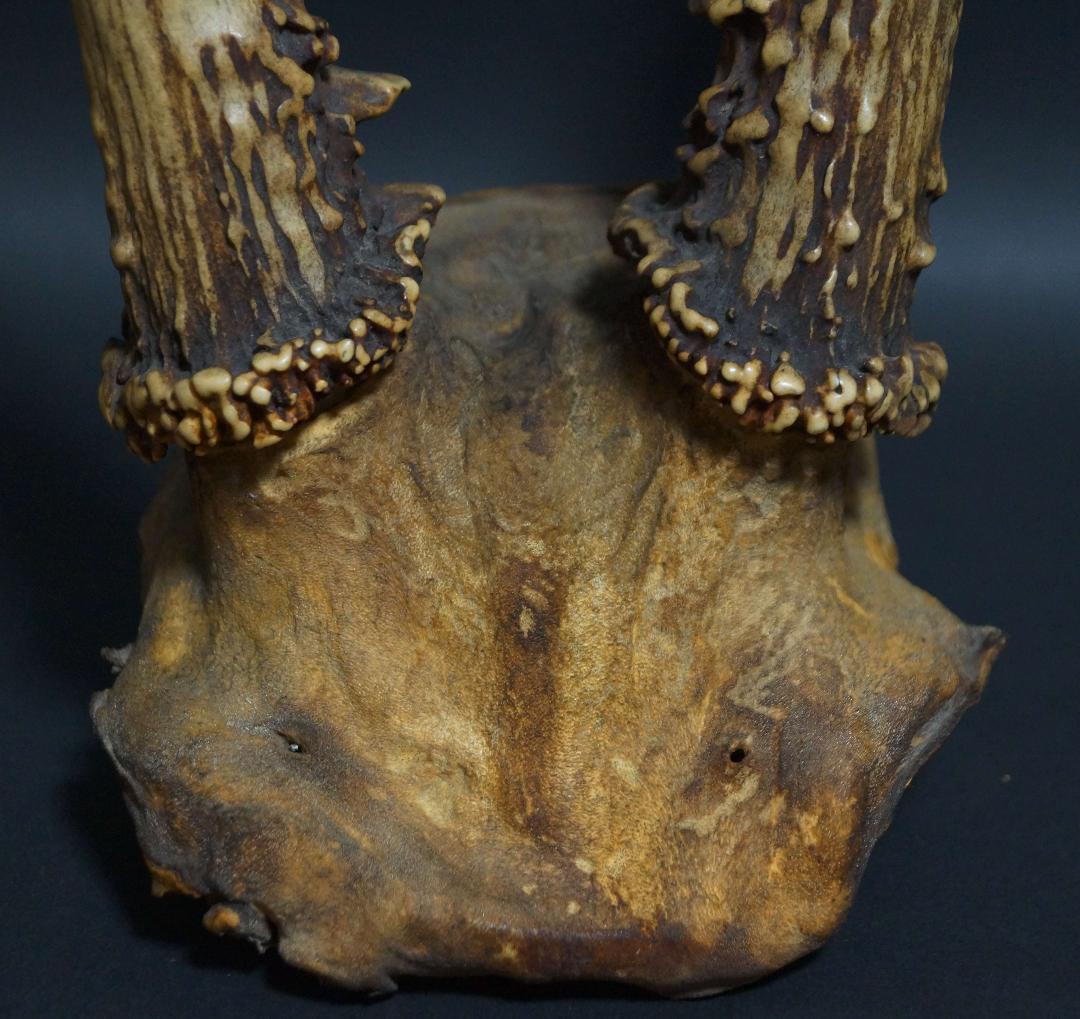 明治期 ハンティングトロフィーの鹿角 ノロジカの角 頭蓋骨付 刀置材料