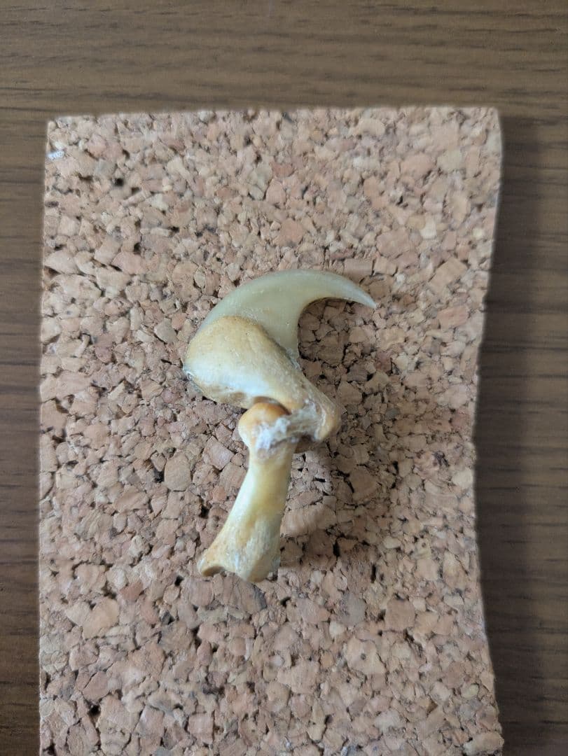 希少！！ヒョウの爪 国際希少野生動植物登録票付き 剥製 骨格標本 頭骨