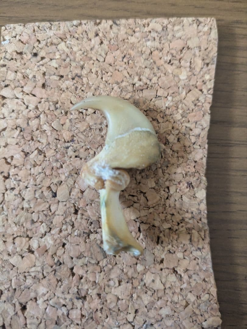 希少！！ヒョウの爪 国際希少野生動植物登録票付き 剥製 骨格標本 頭骨