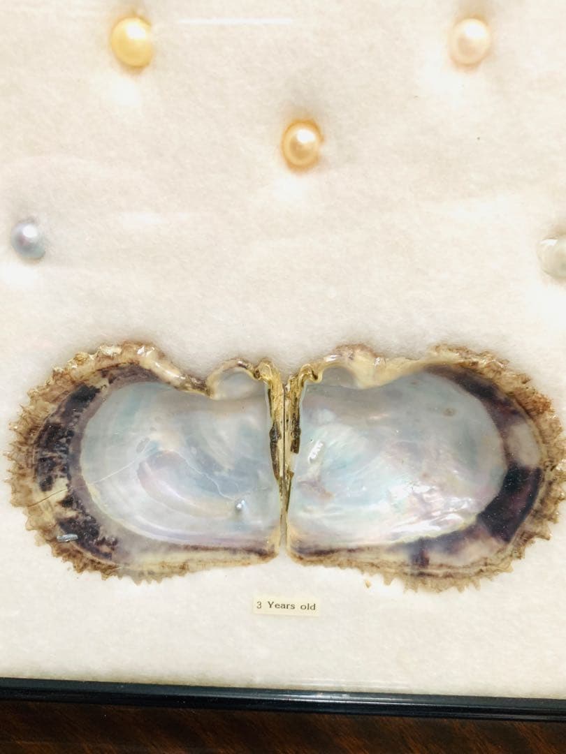 アコヤ貝 真珠 パール 養殖 標本 cultured pearl フレーム 貝殻