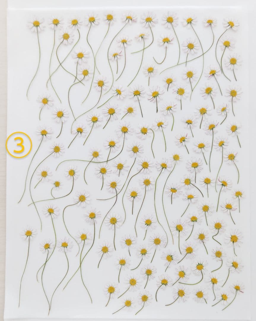 mお花になります(^^)ペビリアンデージー