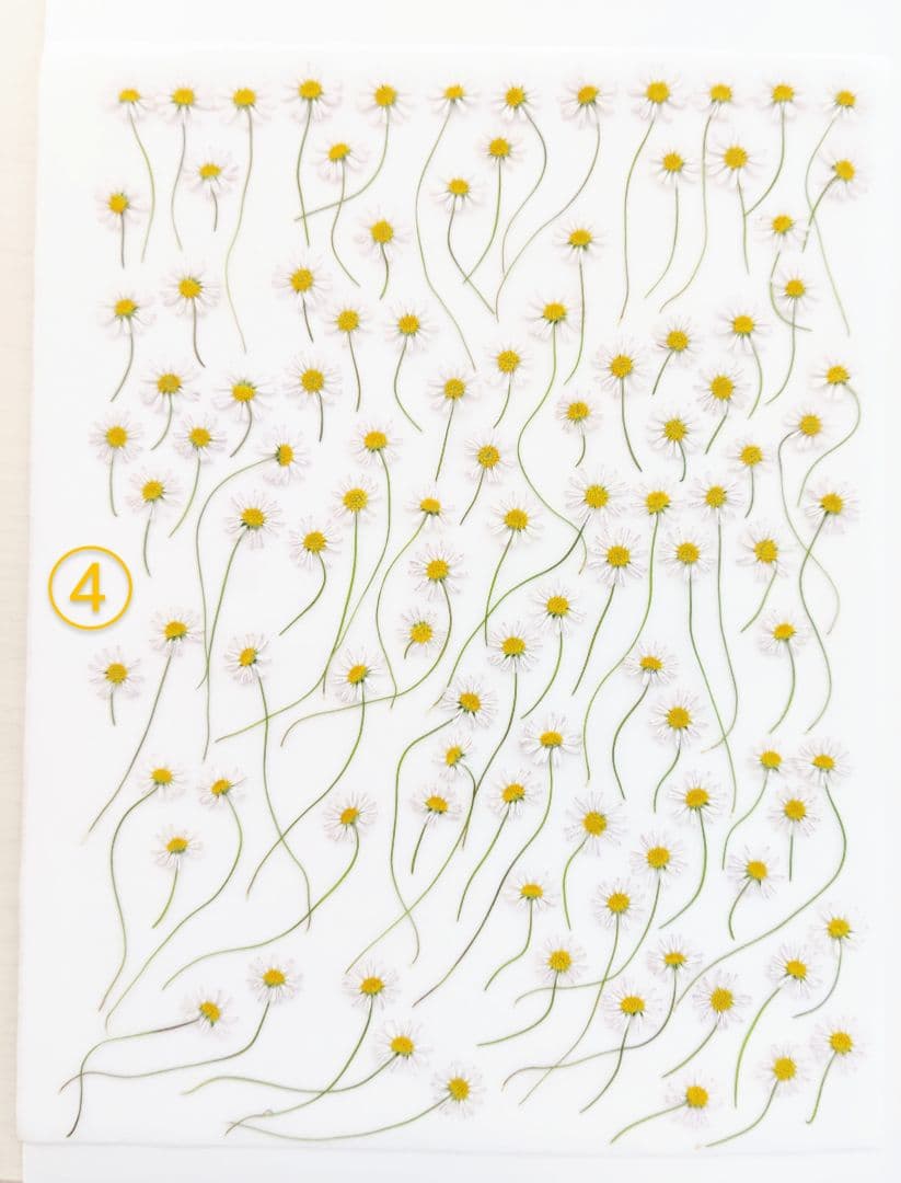 mお花になります(^^)ペビリアンデージー