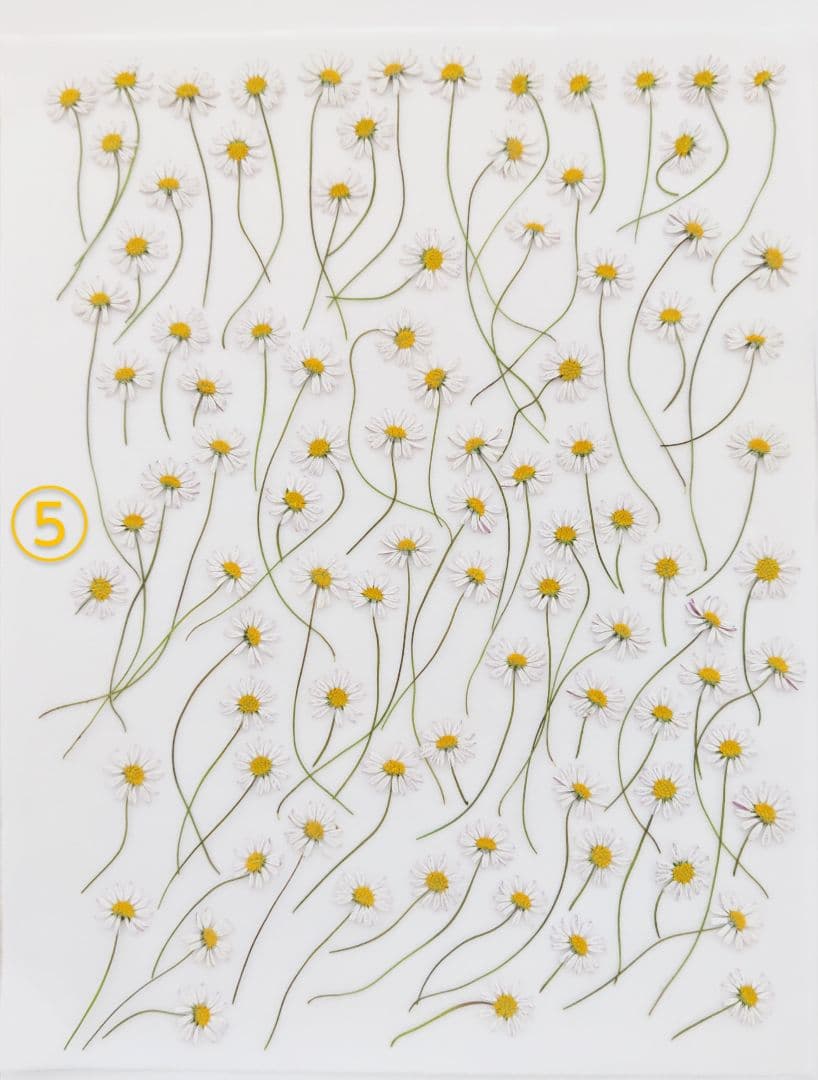 mお花になります(^^)ペビリアンデージー