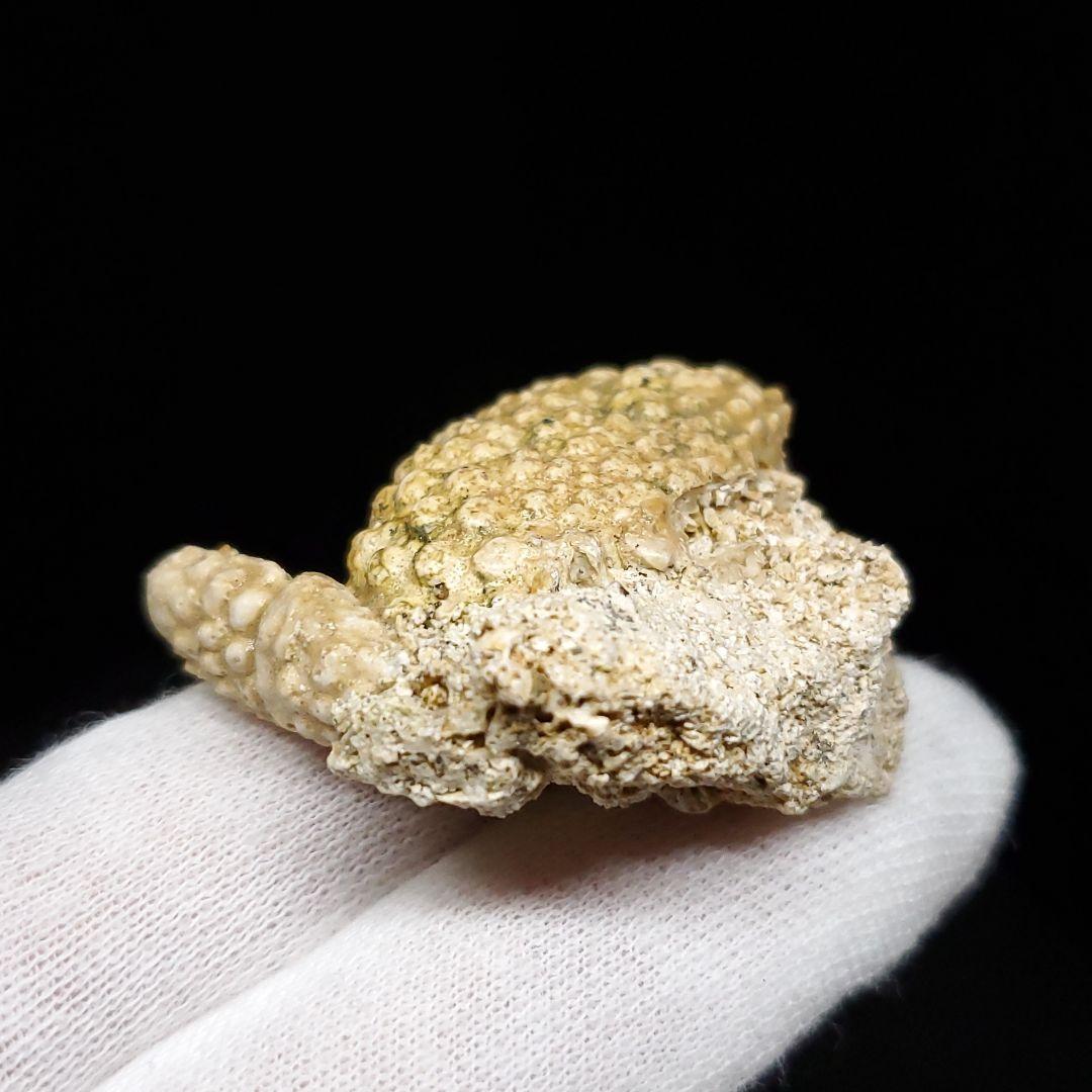 美品 カニ 歯 本物  化石 恐竜 産 42.87mm fcr1