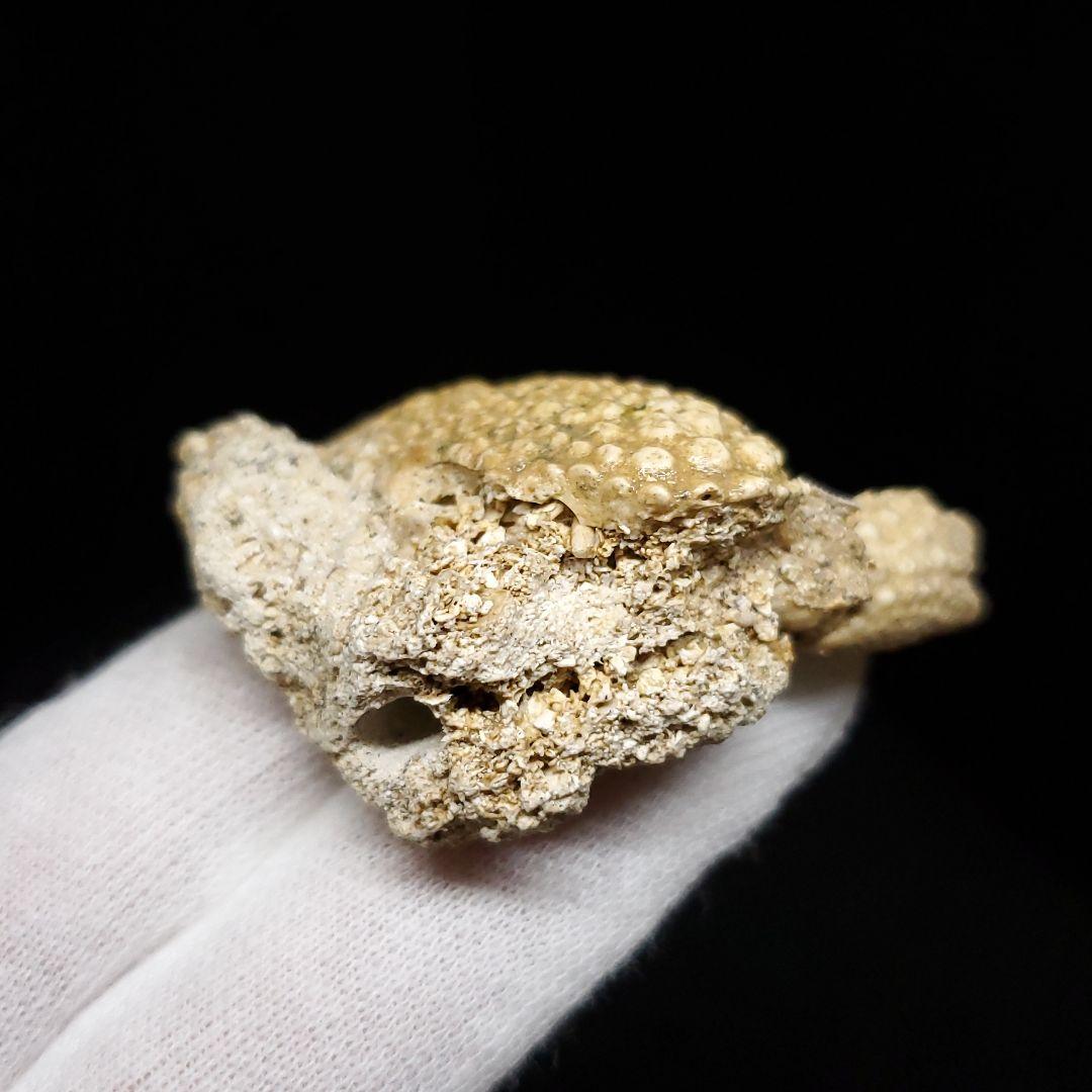 美品 カニ 歯 本物  化石 恐竜 産 42.87mm fcr1