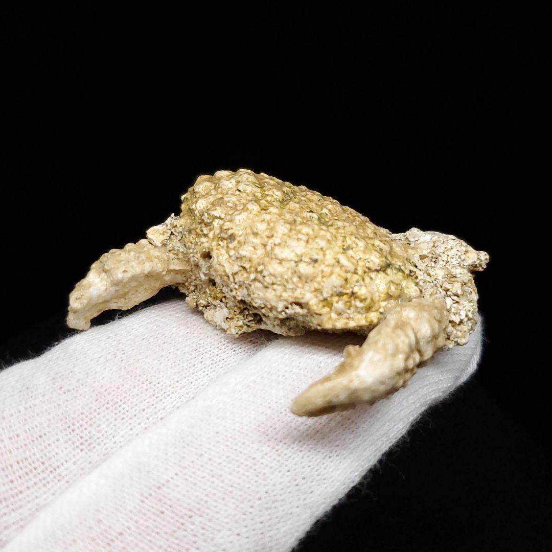 美品 カニ 歯 本物  化石 恐竜 産 42.87mm fcr1