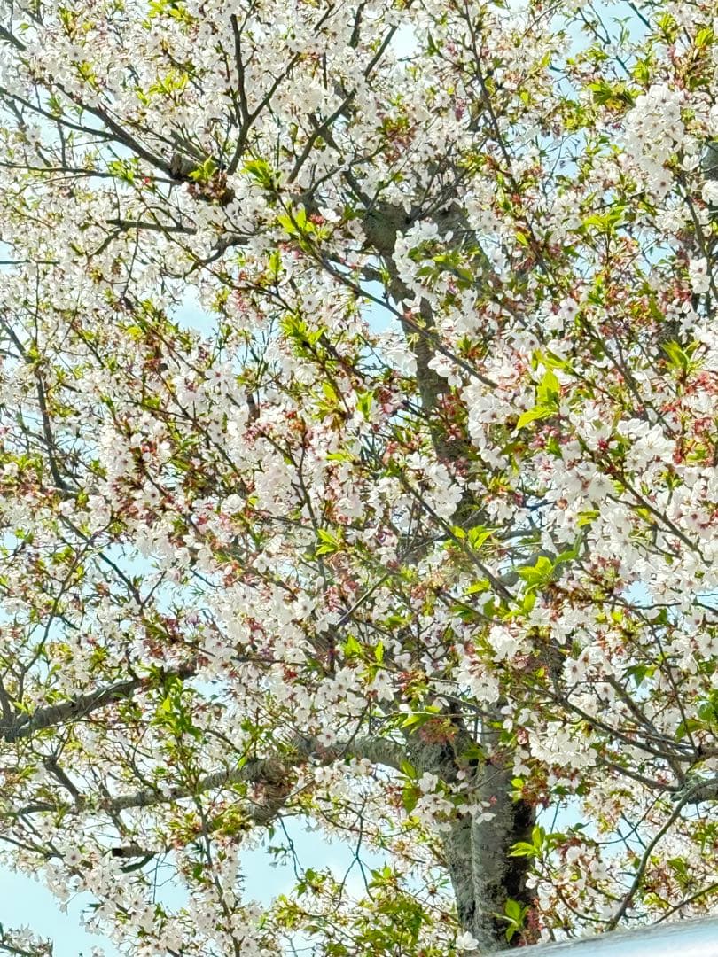 イグニス モイスチュアライジング エフフォーリア ミルク 200g - メルカリ