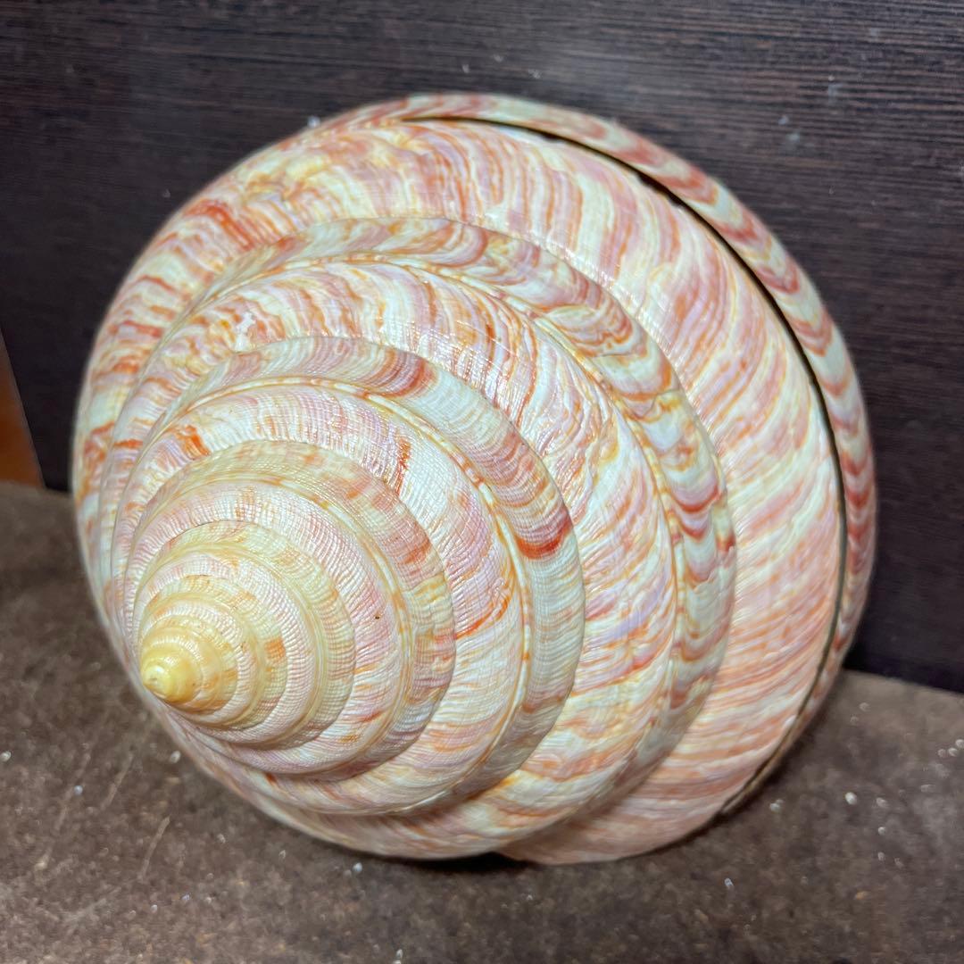 チ*ウ様 ラスト1点　激レア　美品　東シナ海産　リュウグウオキナエビス