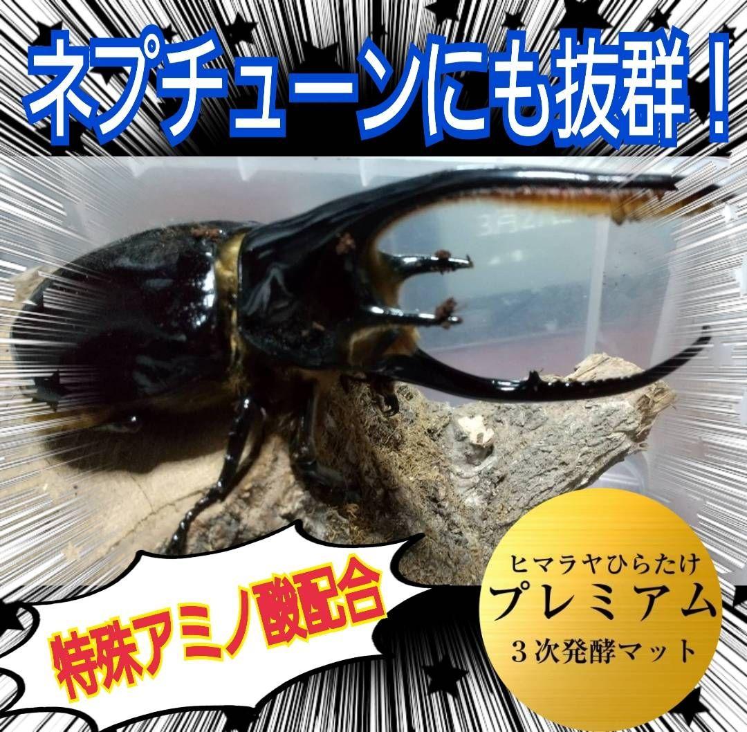 極上品！ヘラクレス181リミ羽化！プレミアム3次発酵カブトムシマット