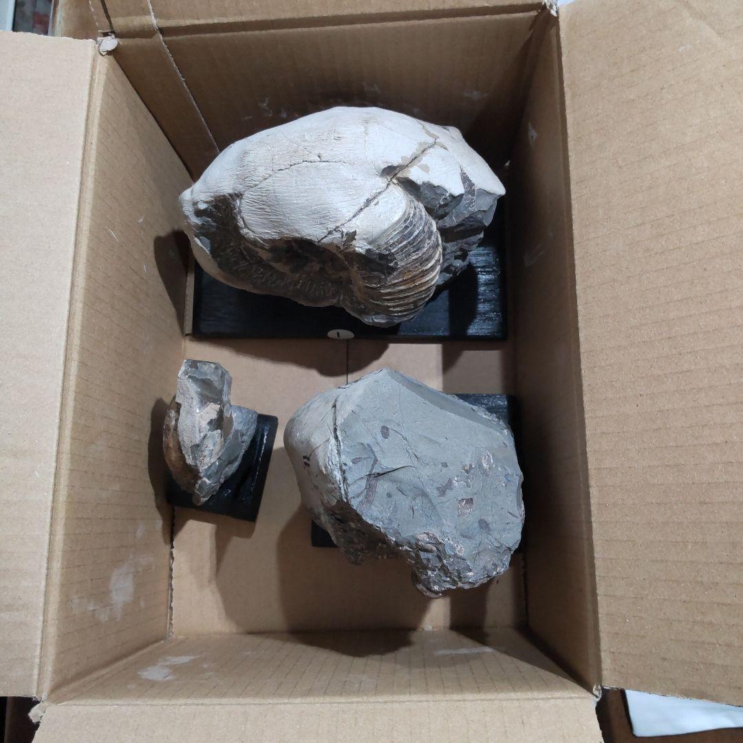 2026 年新春　北海道アンモナイト化石 の福箱 ＋知識資料4点　その2