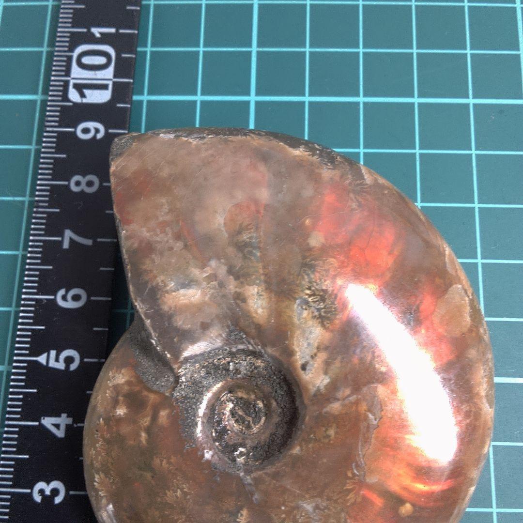 小物1 アンモナイトの化石