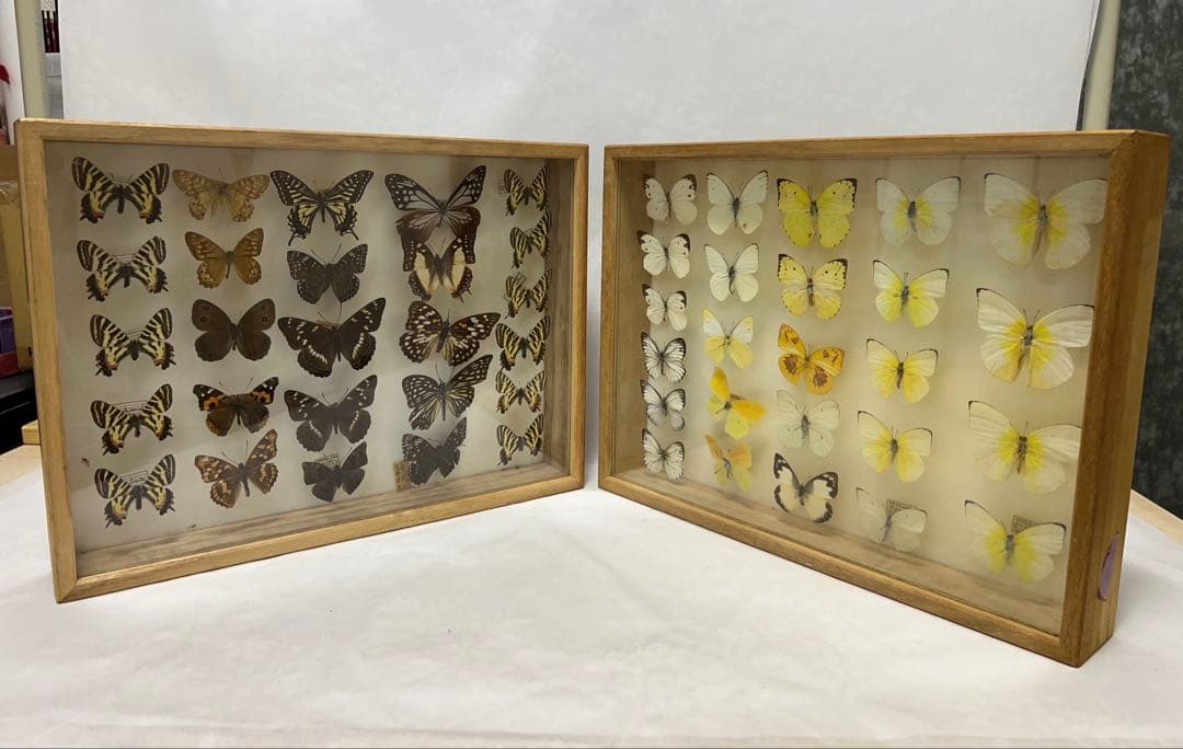 希少蝶標本ドイツガラス木箱現状品のみ41x50x6cm 蝶標本 希いっぱい種類