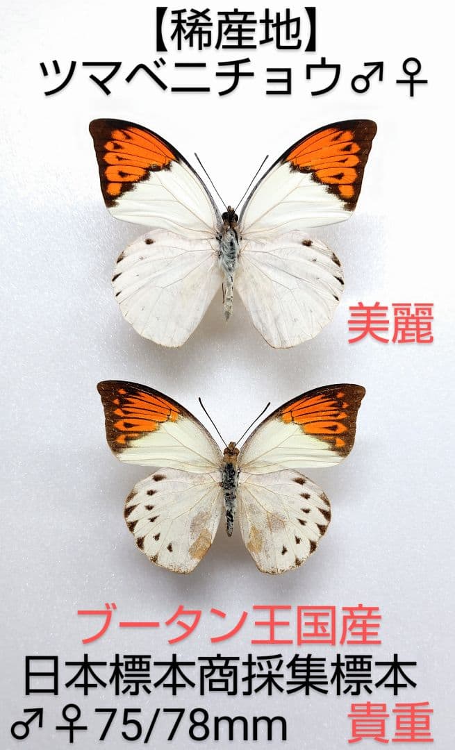 稀産地】ツマベニチョウ♂♀ 標本☆ブータン産☆ 75/78mm入手困難地域
