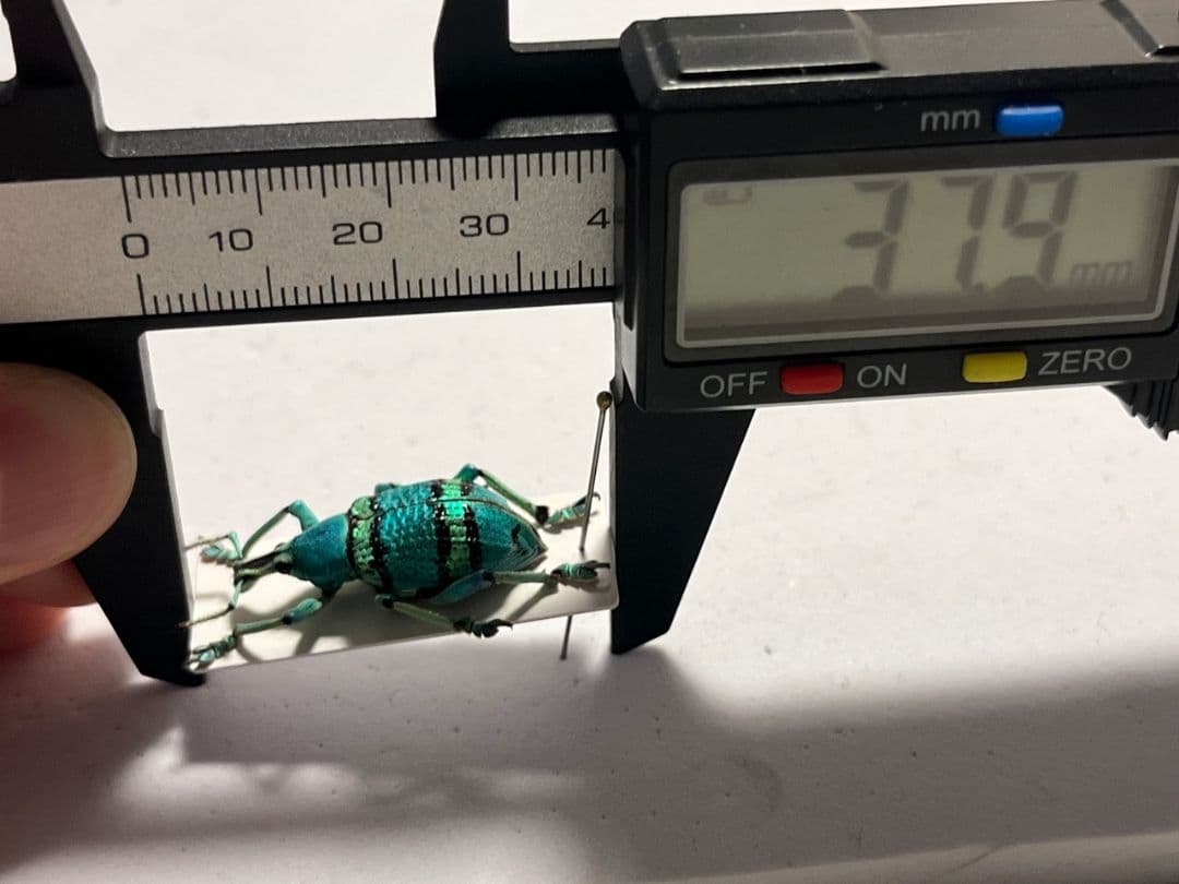 26mm】ショーエンヘルホウセキゾウムシ ？標本 タマムシプラチナコガネ