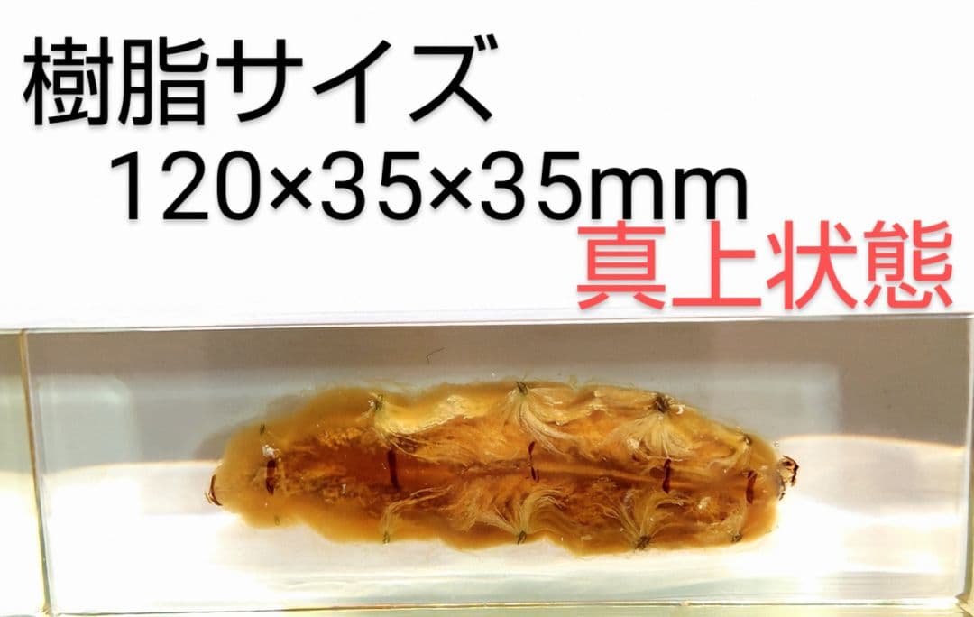 樹脂封入シロアリ女王卵巣標本 70mm☆本当に珍しい標本☆ - メルカリ