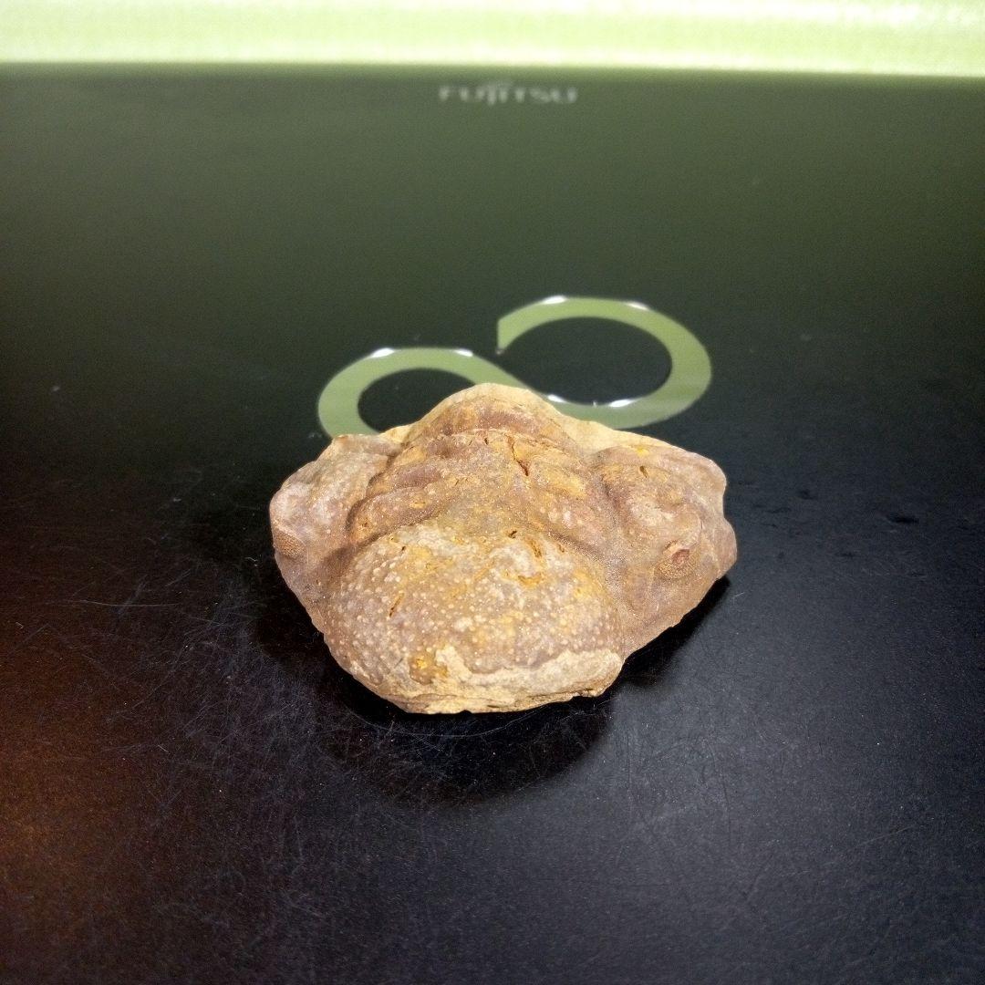 三葉虫 化石 ボリビア産 南アメリカ trilobite Bolivia三葉虫② 三葉虫