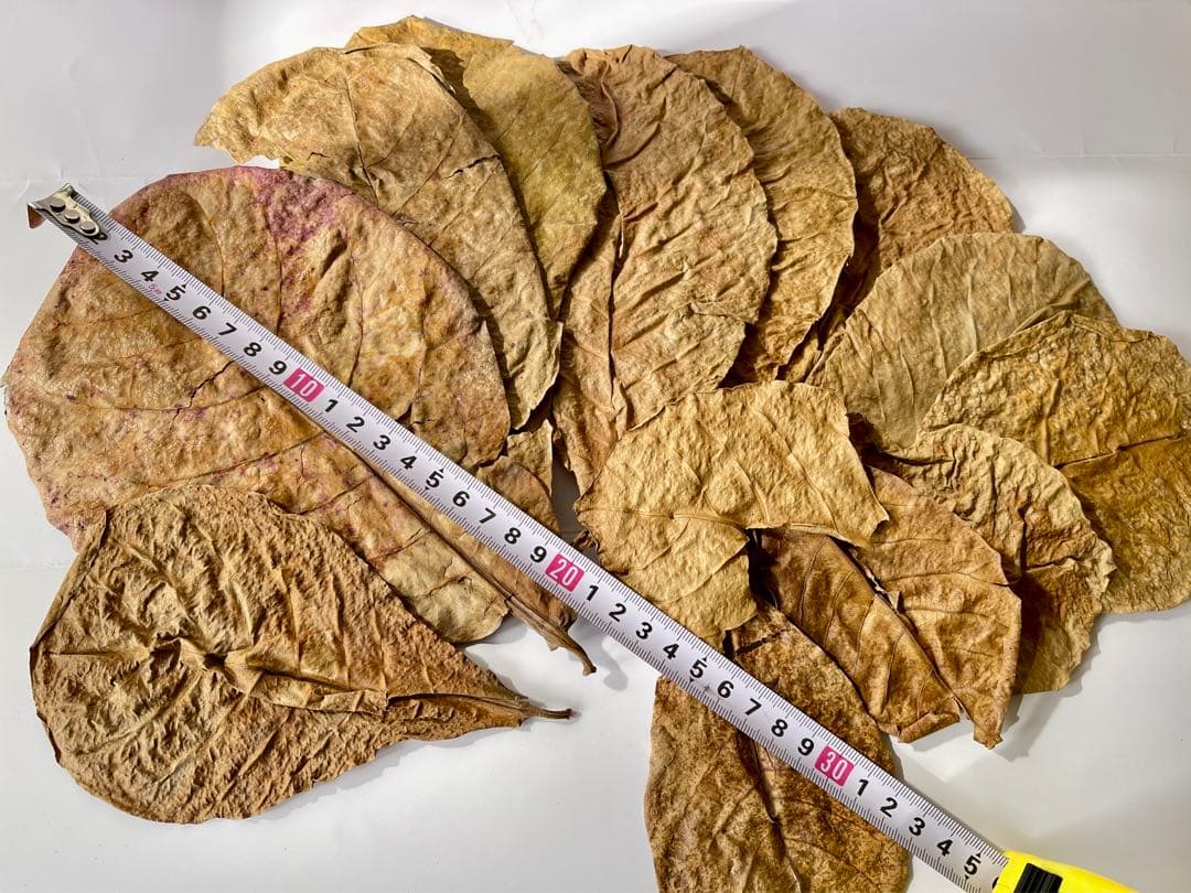 大小様々 無農薬マジックリーフ 天然ももたまな葉 12枚 12cmー