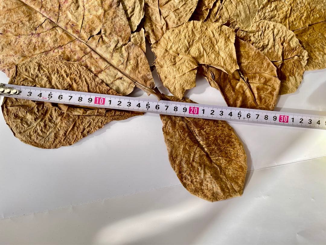 大小様々 無農薬マジックリーフ 天然ももたまな葉 12枚 12cmー