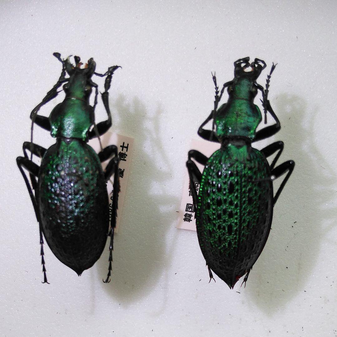 お買い得品 超美麗アオカブリモドキ（智異山）