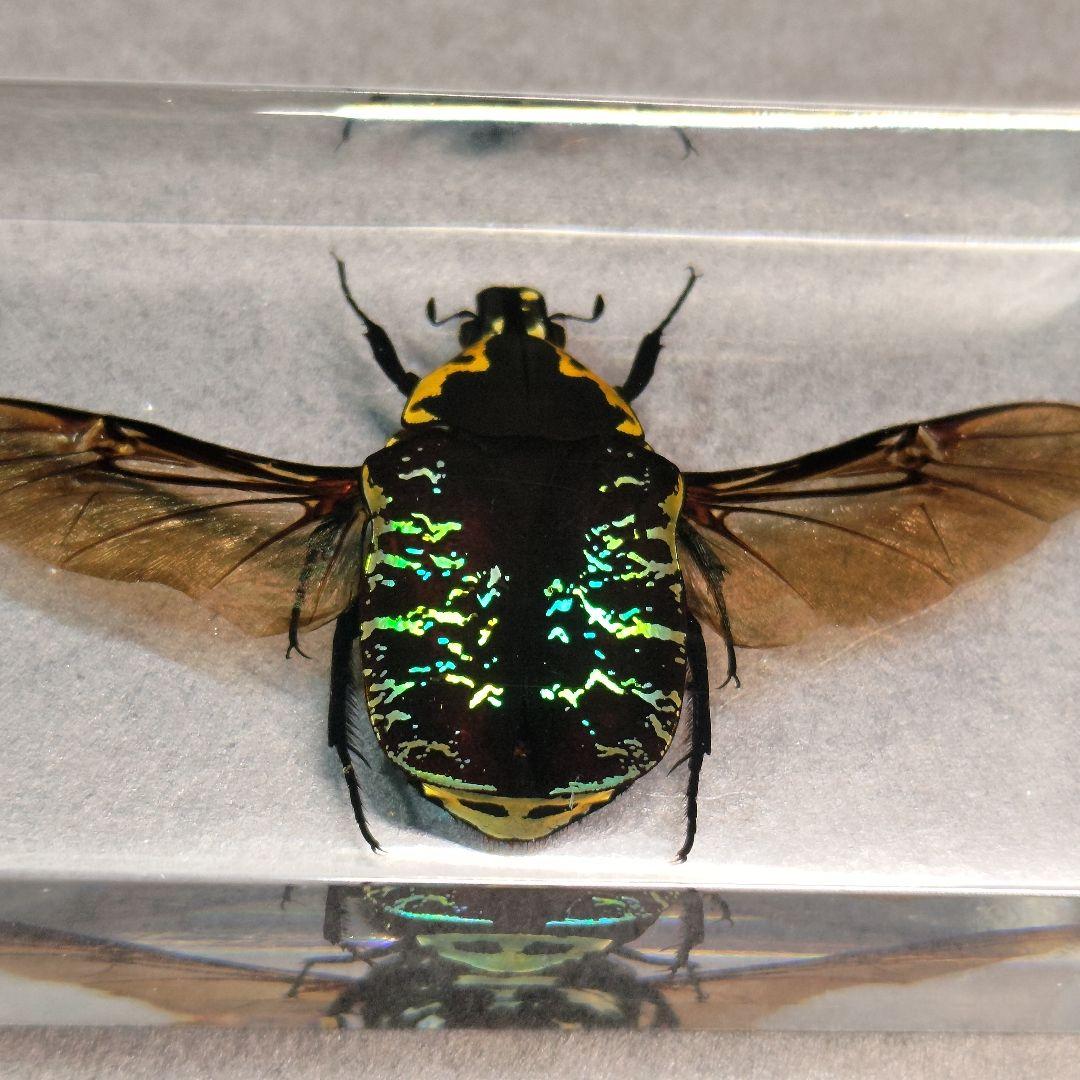 ハナムグリ 樹脂標本 サザナミマラガシー - メルカリ