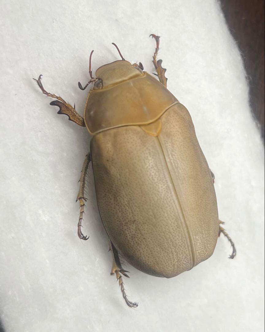 ☆昆虫標本☆【オスモウサンコガネ】｜☆昆虫標本☆【オスモウサン