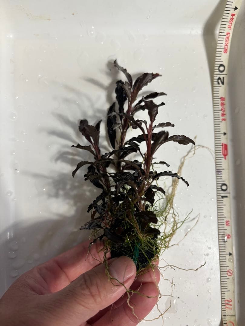 まっちゃん様 クダガン②③⑧⑨