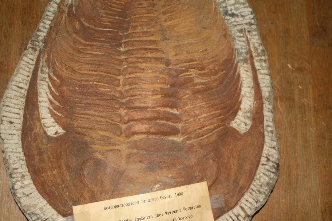 モロッコ産出 大型三葉虫 化石 アカドラドキシデス．ブリアレウス 現状