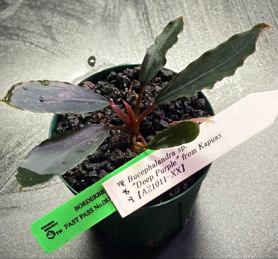 Bucephalandra sp.Deep Purple 【AZ1011-XX】