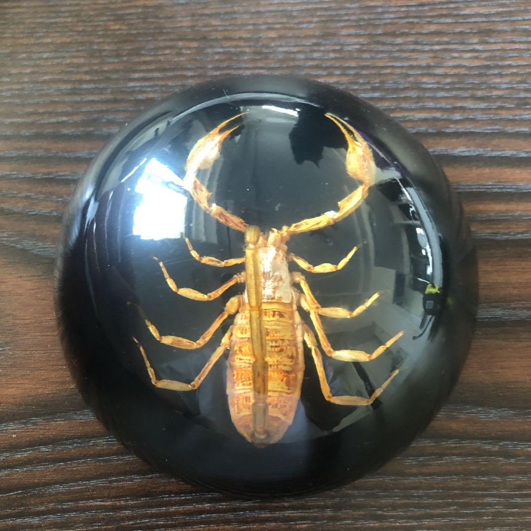 蜘蛛 蠍 タランチュラ スコーピオン 置物 剥製 標本 - メルカリ