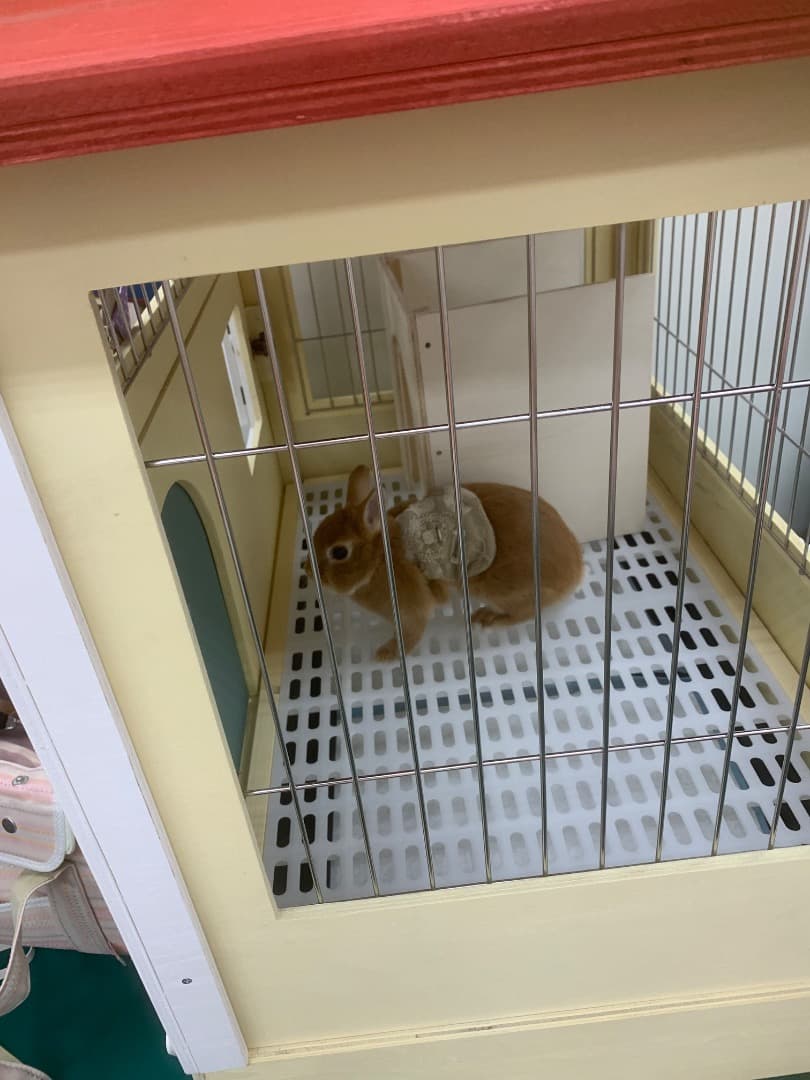 もちつき】壱番館 北欧デザインペットハウス うさぎ用ケージ 可愛い