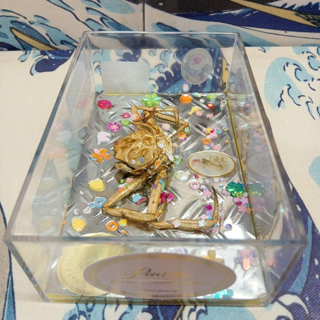 人面蟹稀少源平合戦古戦場平家武者怨霊立体リアルヘイケガニ科平家蟹