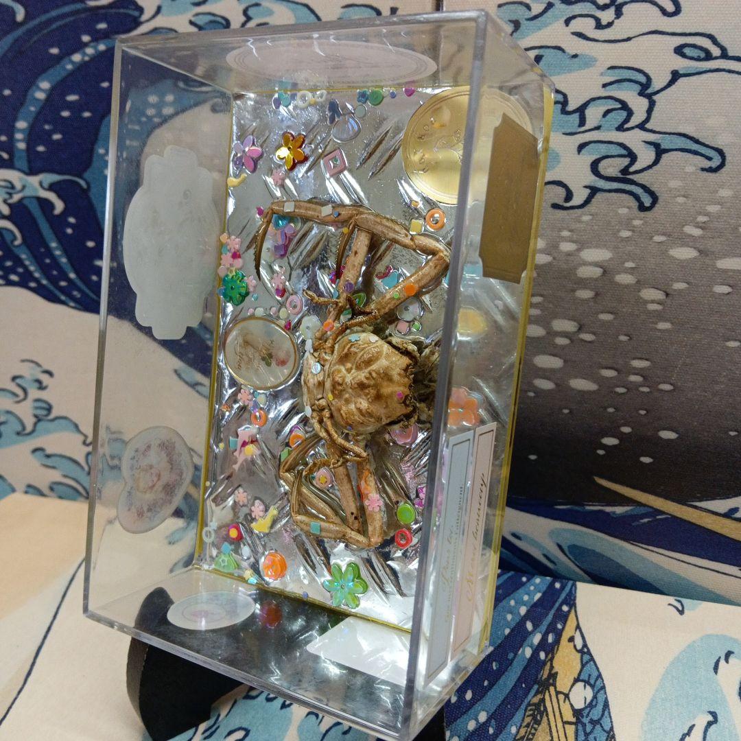 人面蟹稀少源平合戦古戦場平家武者怨霊立体リアルヘイケガニ科平家蟹