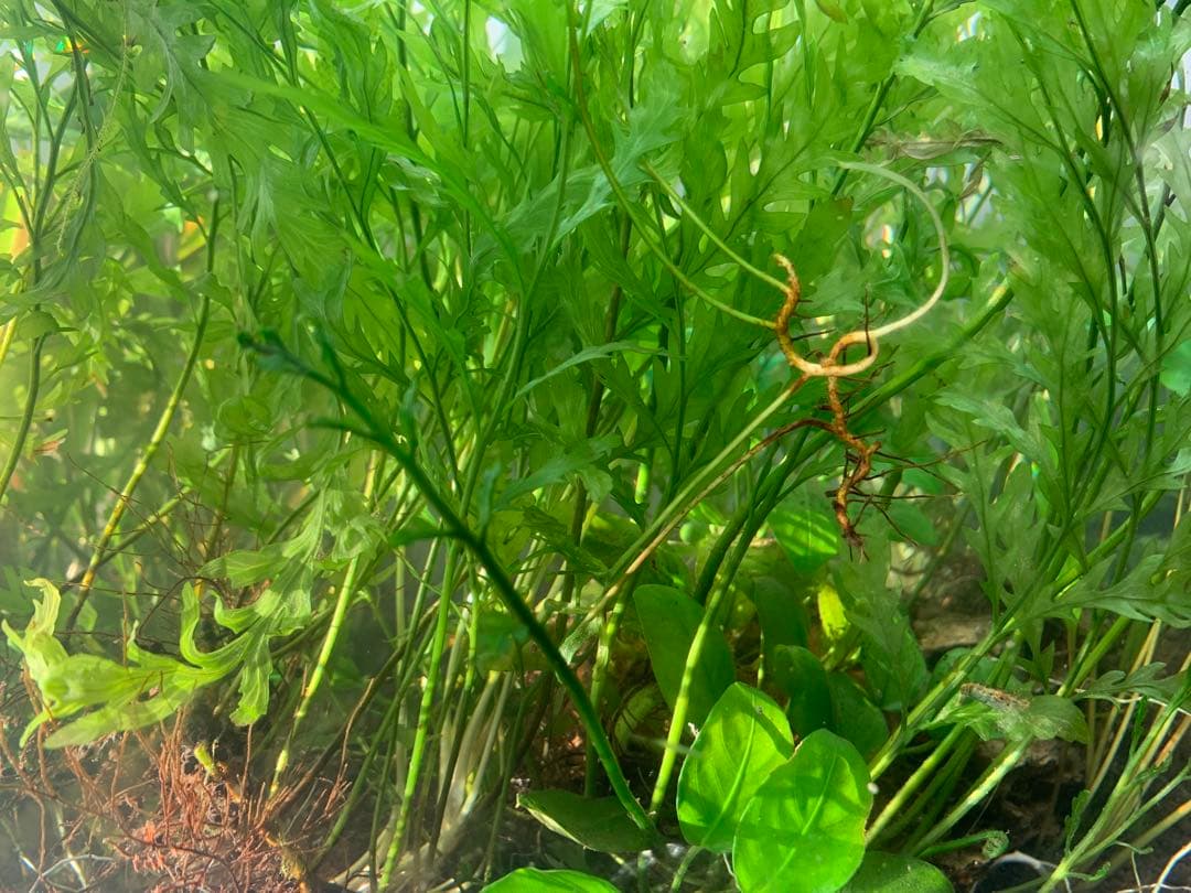 出品予定】溶岩石活着ボルビティス&ナナミニ&クリプト