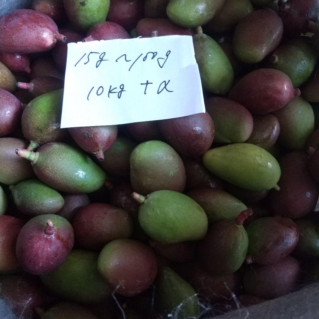 宮崎県産未完熟摘果マンゴー 宮崎産未完熟摘果マンゴー11キロ