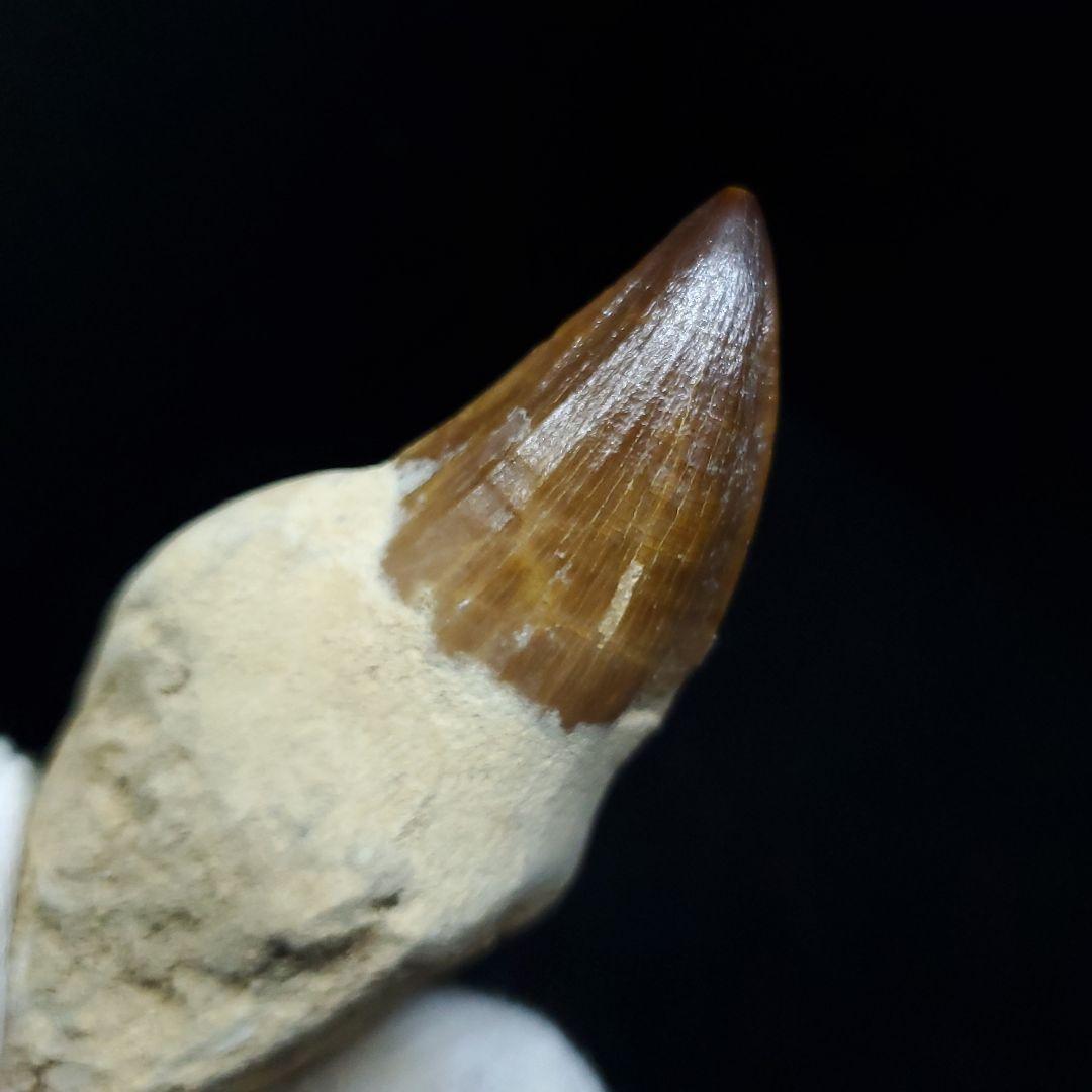 極上 歯根付き モササウルス 化石 歯 本物 78.25mm mos21